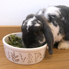 Friandise avoine pour lapin nain