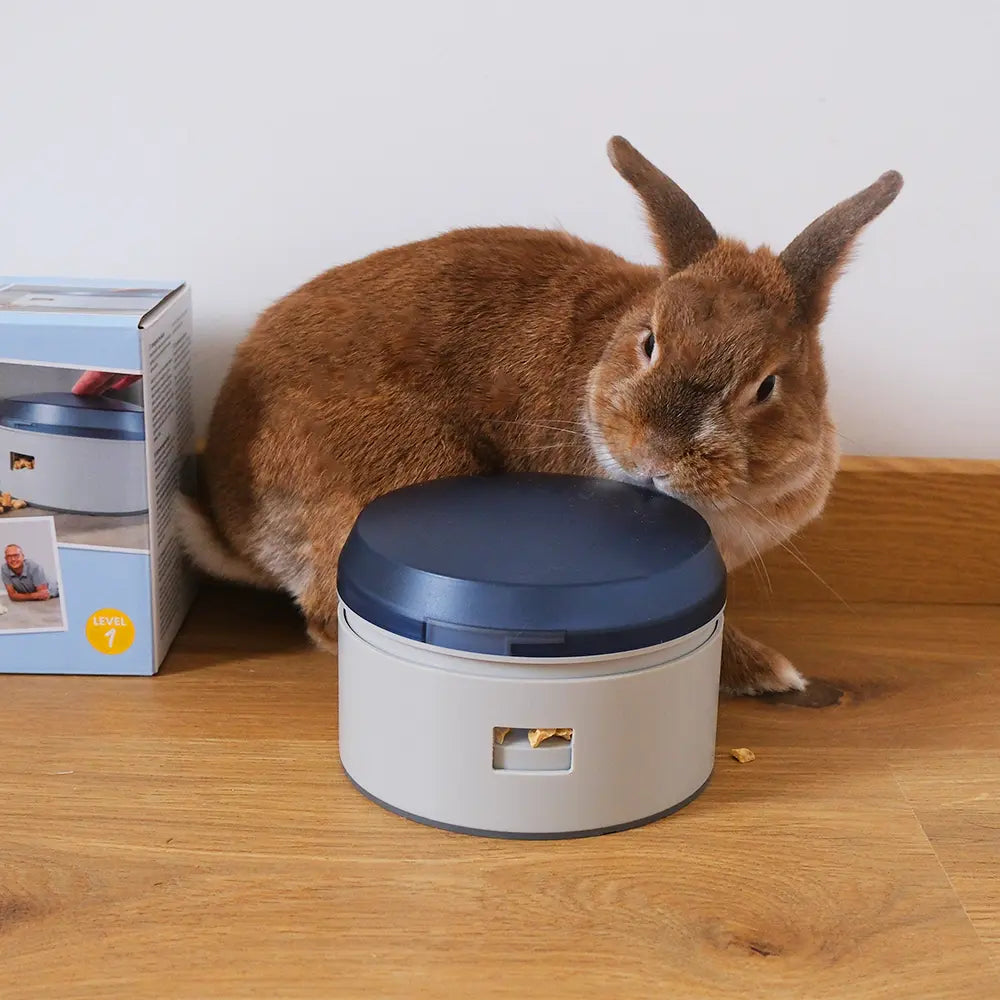 jeu-intelligence-lapin-buzzer