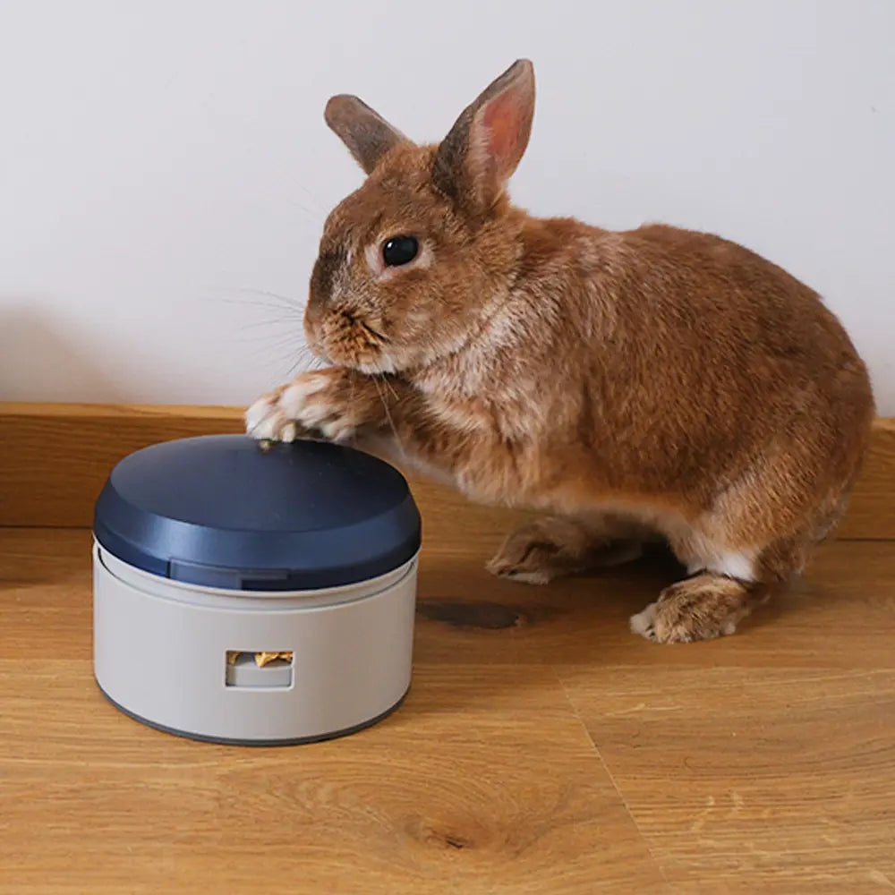 jeu-intelligence-buzzer-lapin