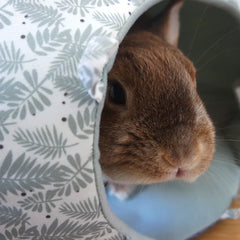 lapin dans igloo