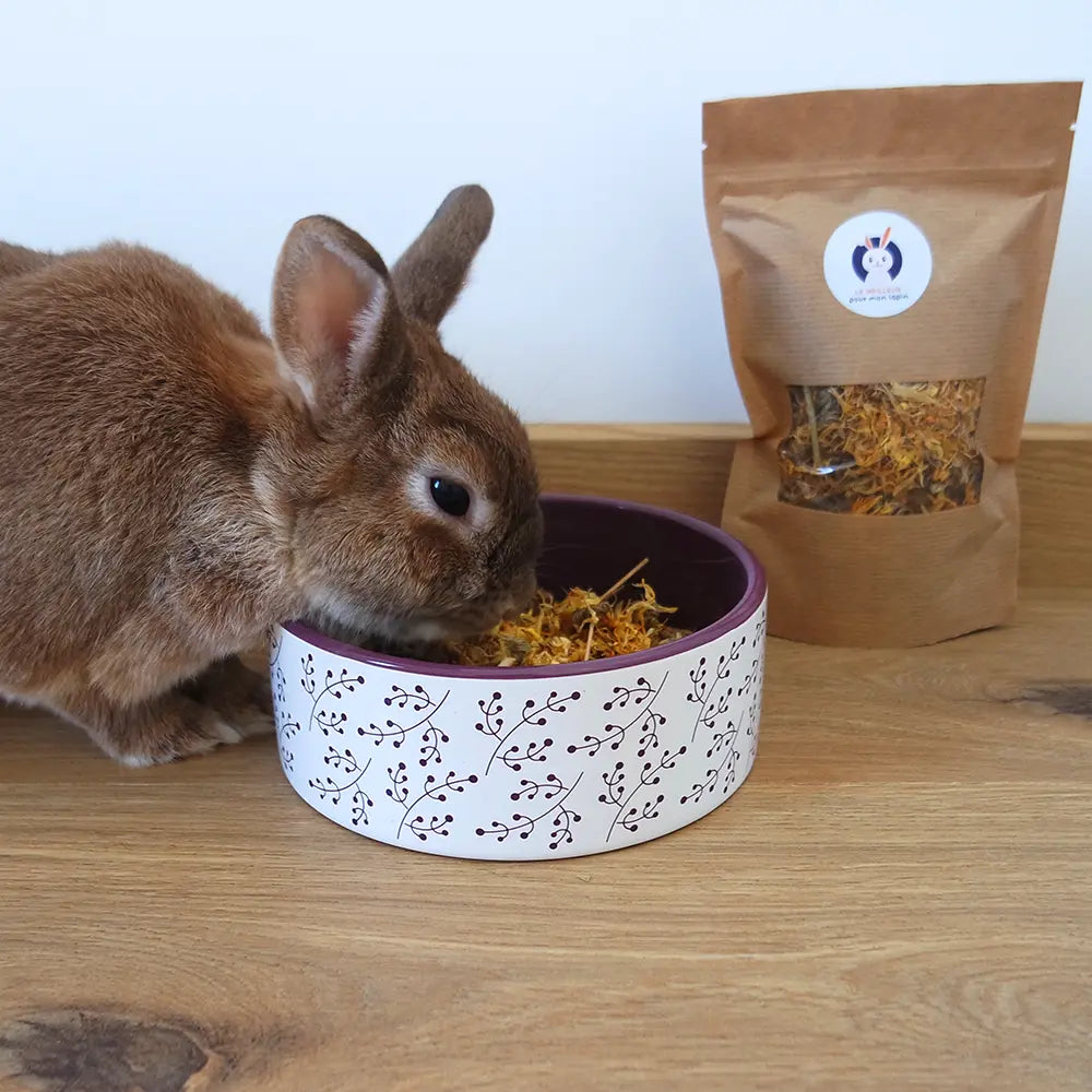 fleur calendula lapin