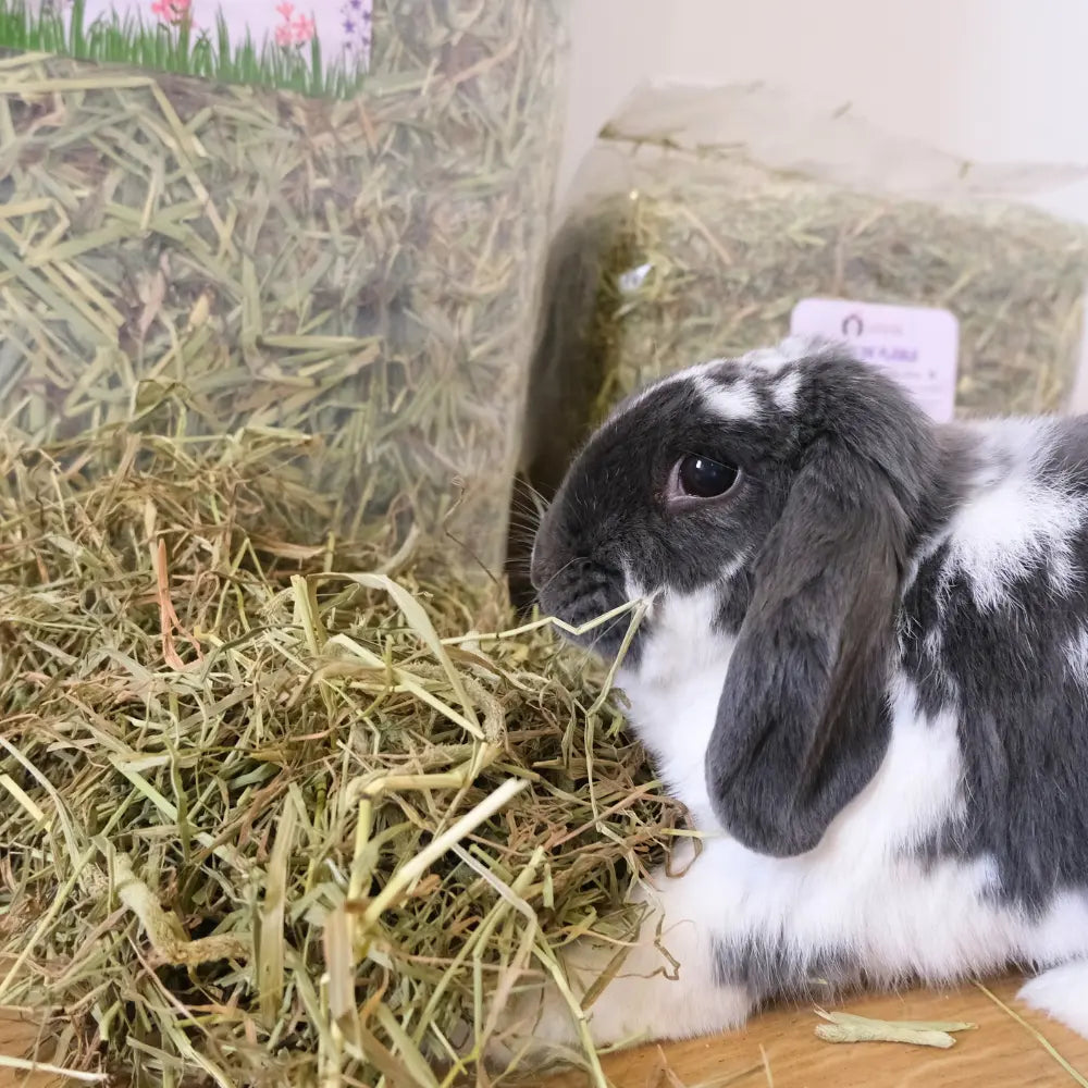 foin de fléole pour lapin