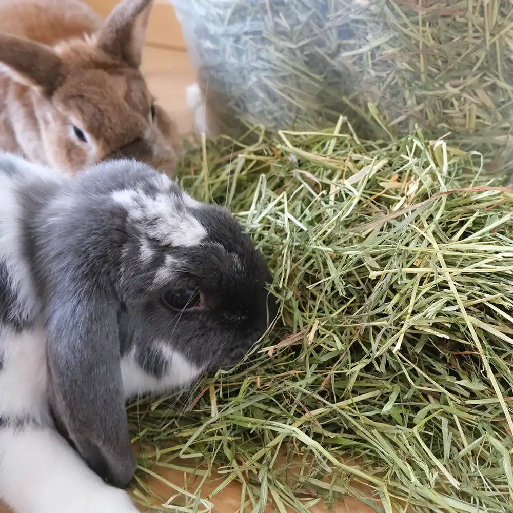 foin premium pour lapin compliqué