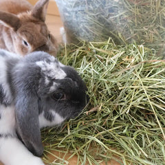 foin premium pour lapin compliqué
