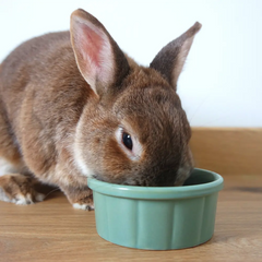 petite gamelle lapin nain
