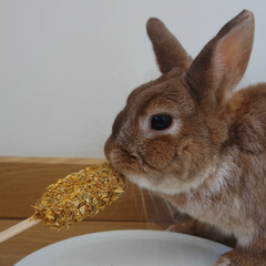 Glace pour lapin