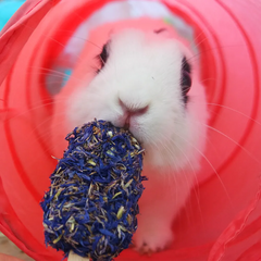 Glace pour lapin