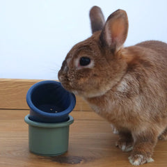 jeu intelligence gobelet lapin