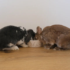 grande gamelle lapin
