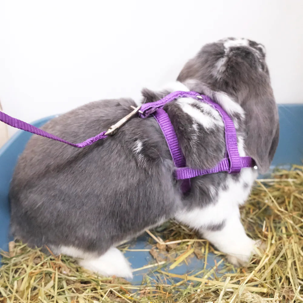harnais pour lapin