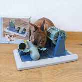 jeu d'intelligence lapin