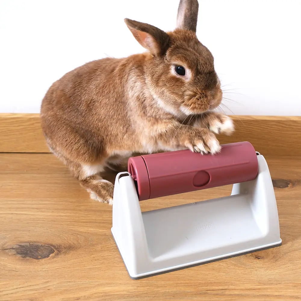 jeu rouleau friandise lapin