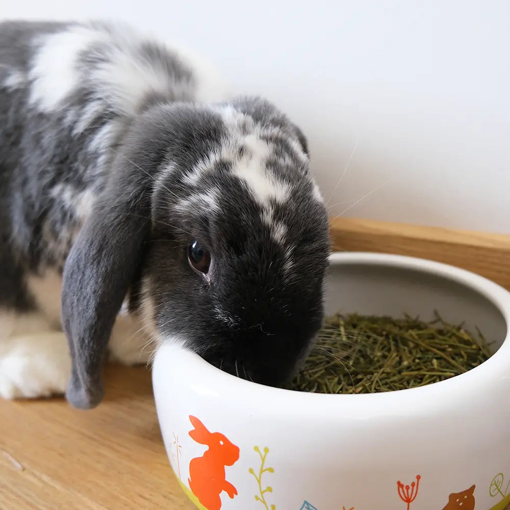 friandise persil lapin nain