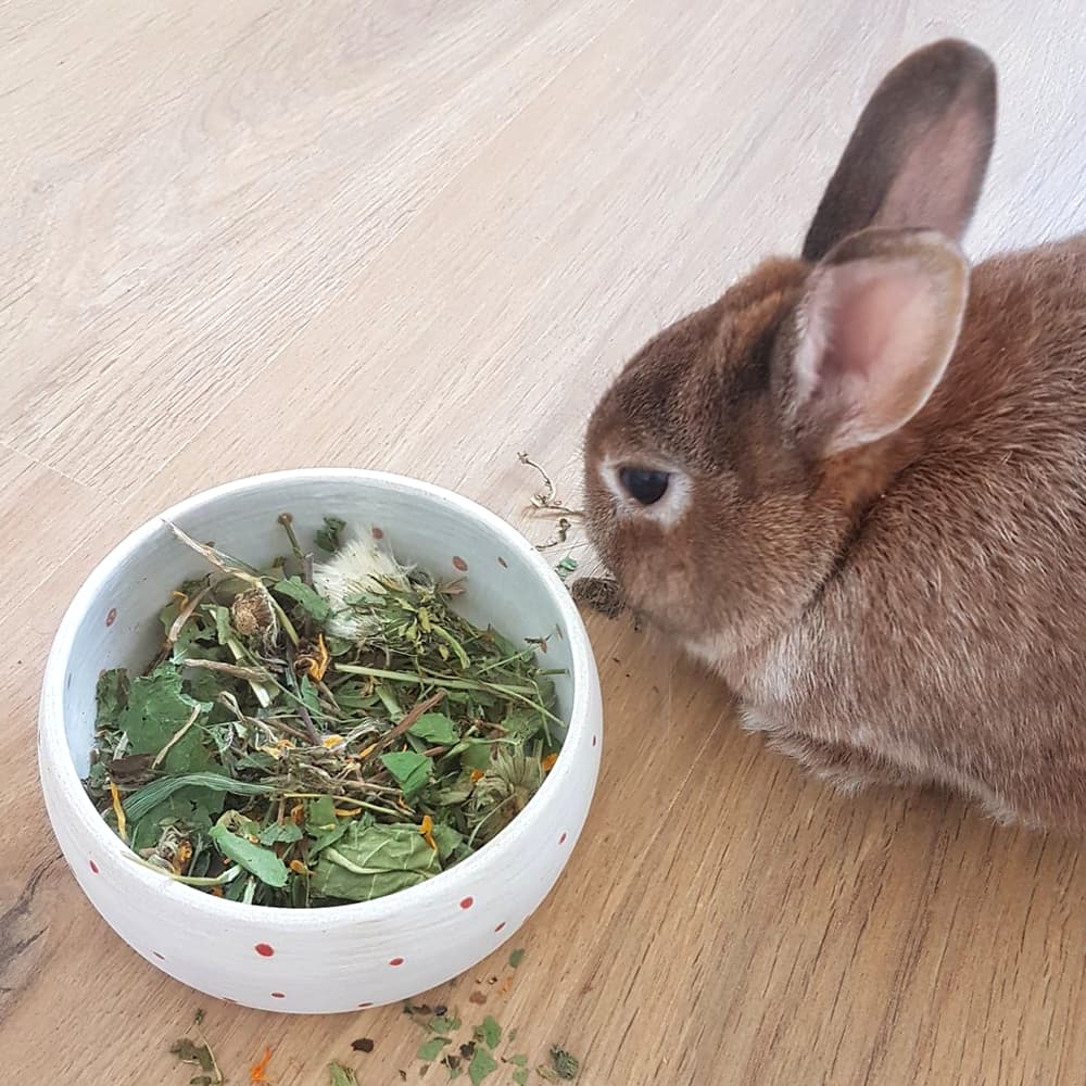 friandise naturelle lapin pissenlit séché