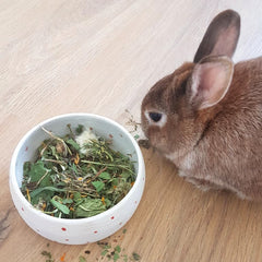 friandise naturelle lapin pissenlit séché