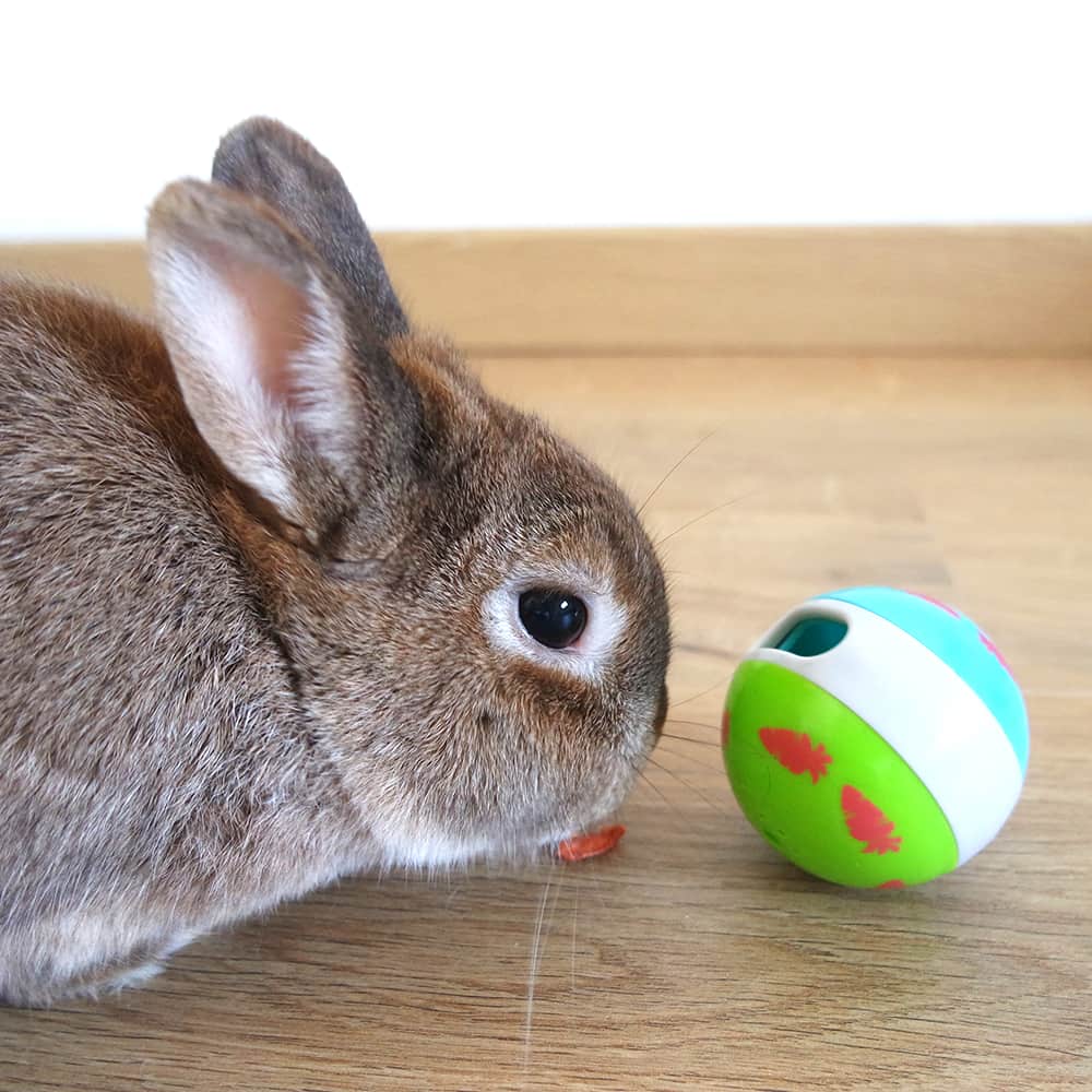 balle friandise lapin