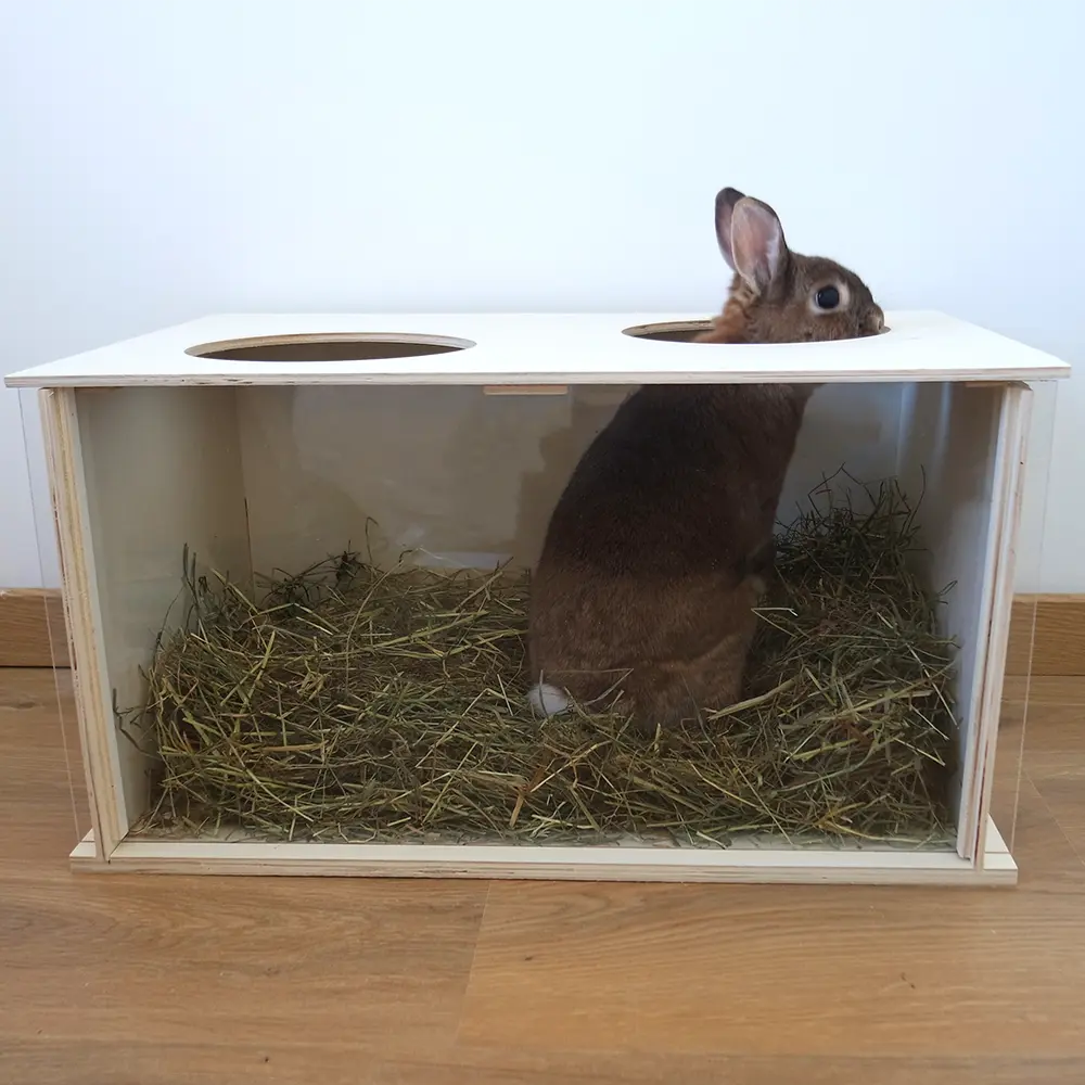 terrier intérieur lapin