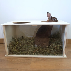 terrier intérieur lapin