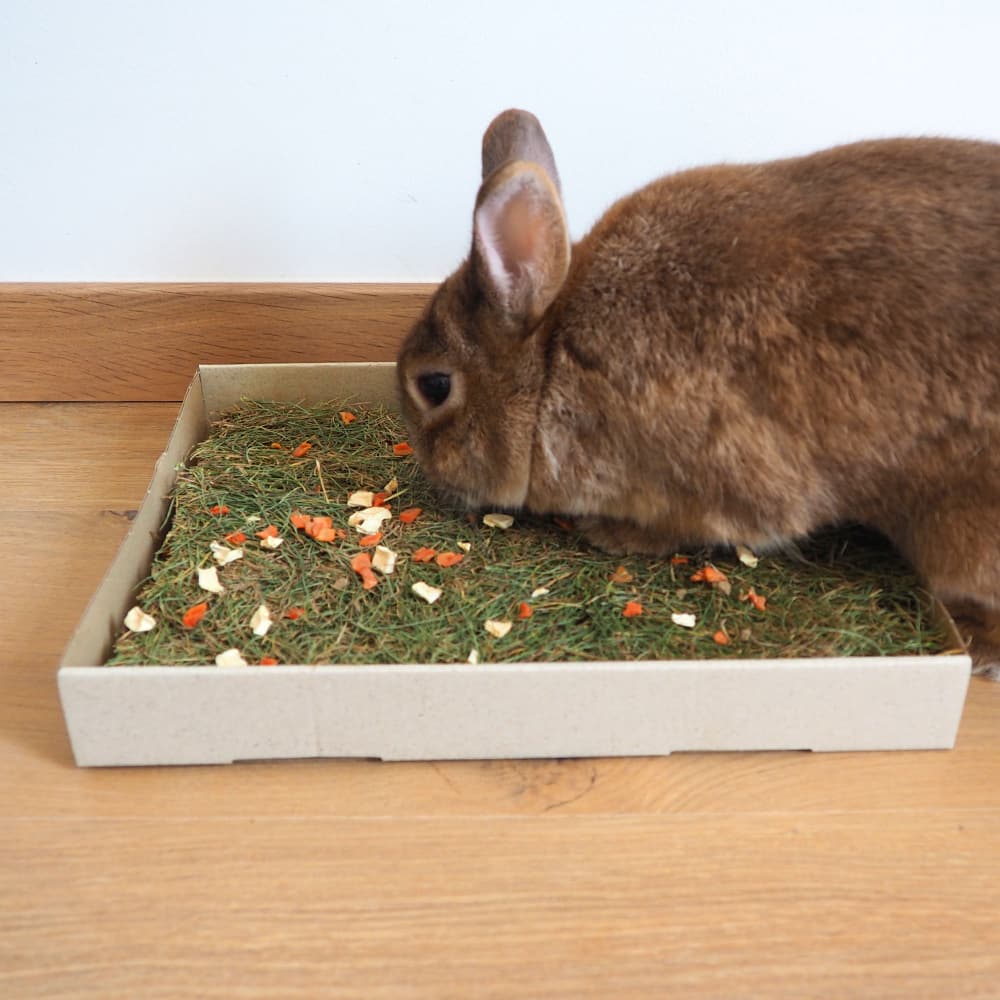 prairie lapin nain