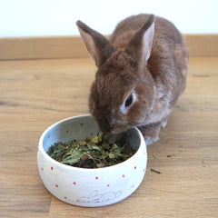Friandise - Feuille de noisetier pour lapin