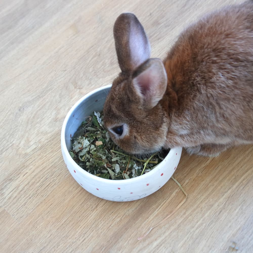 feuille de framboisier pour lapin