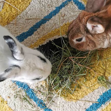foin de crau pour lapin foin de qualité lapin