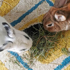 foin de crau pour lapin foin de qualité lapin