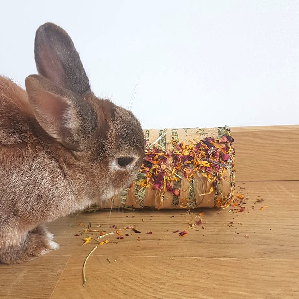 jeu à ronger lapin nain