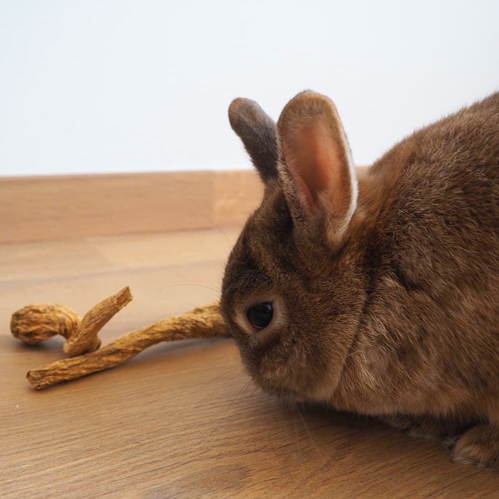 friandise racine persil lapin