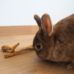 friandise racine persil lapin