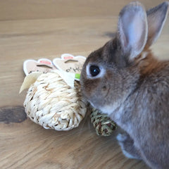 carotte jonc de mer lapin nain
