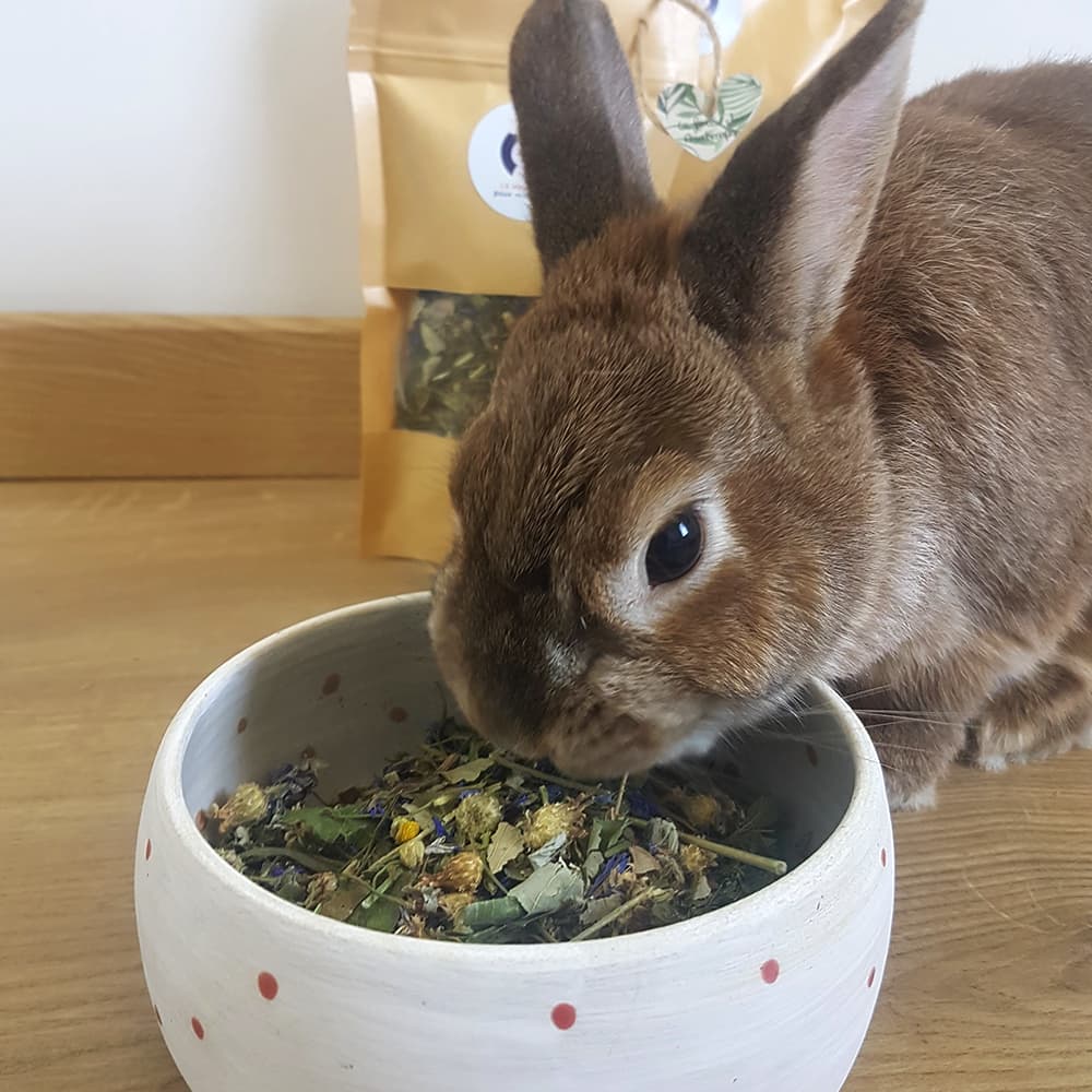 friandise naturelle lapin nain fleurs