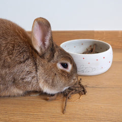 friandise naturelle racine pissenlit lapin