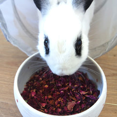 Friandise - rose pour lapin