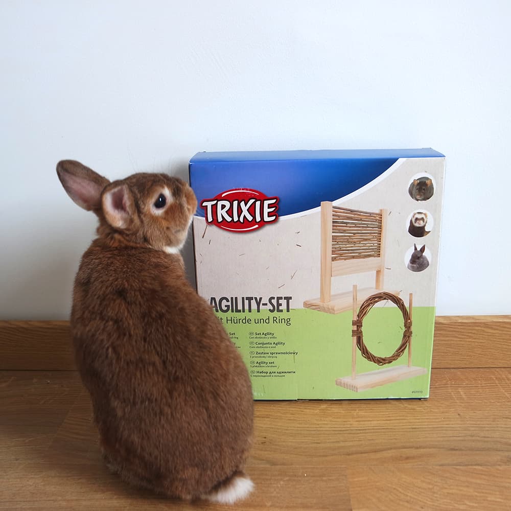 saut d'obstacle pour lapin