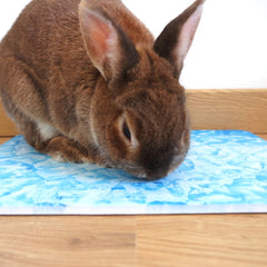 plateau fraicheur lapin nain