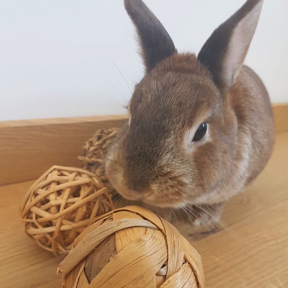 balle en bois pour lapin pour ronger