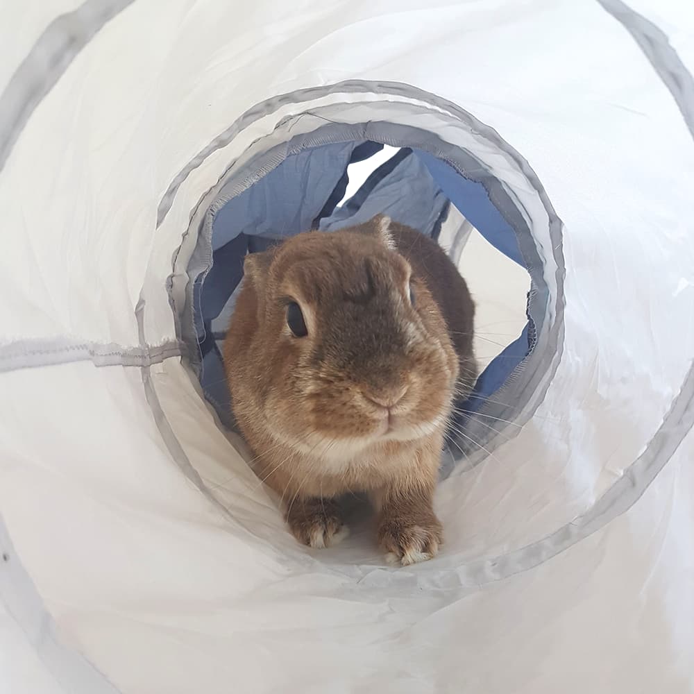 tunnel jeu lapin nain