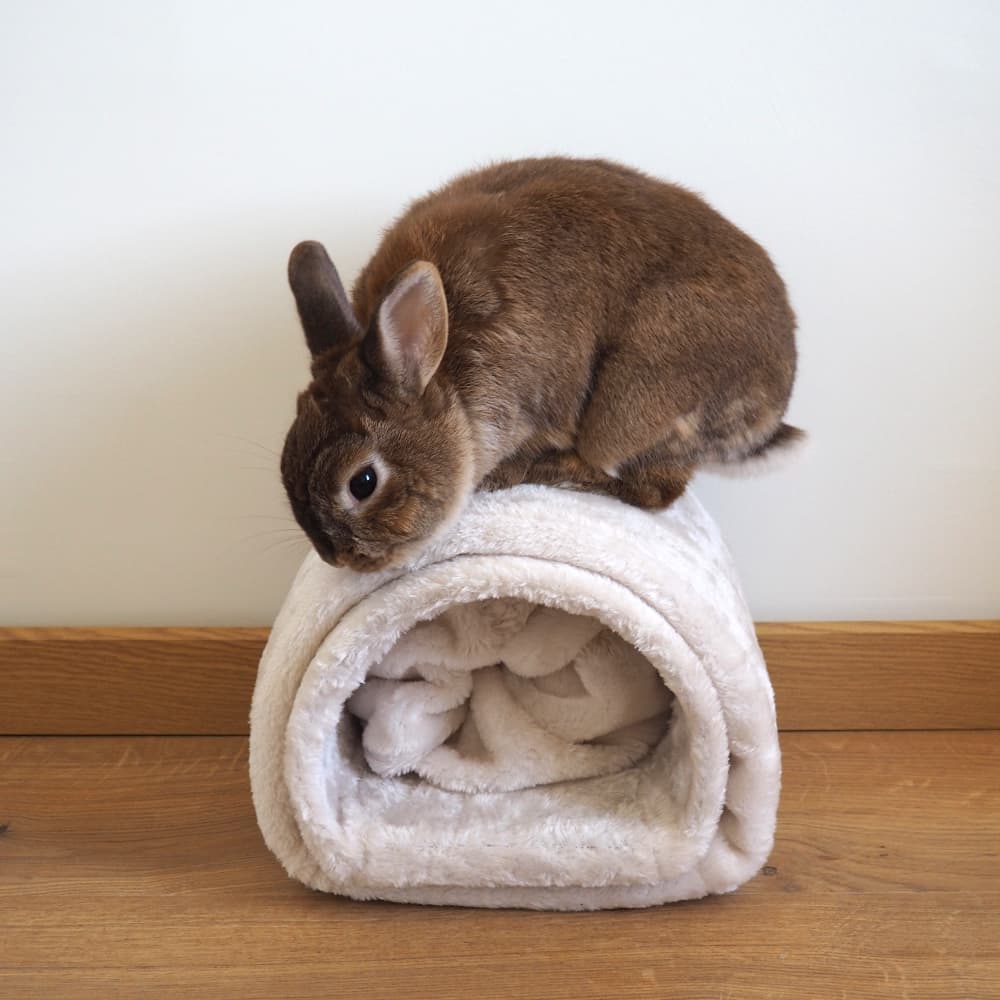tunnel pour lapin cachette