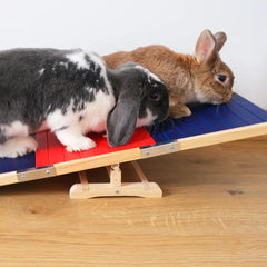 grande bascule pour lapin d'agility
