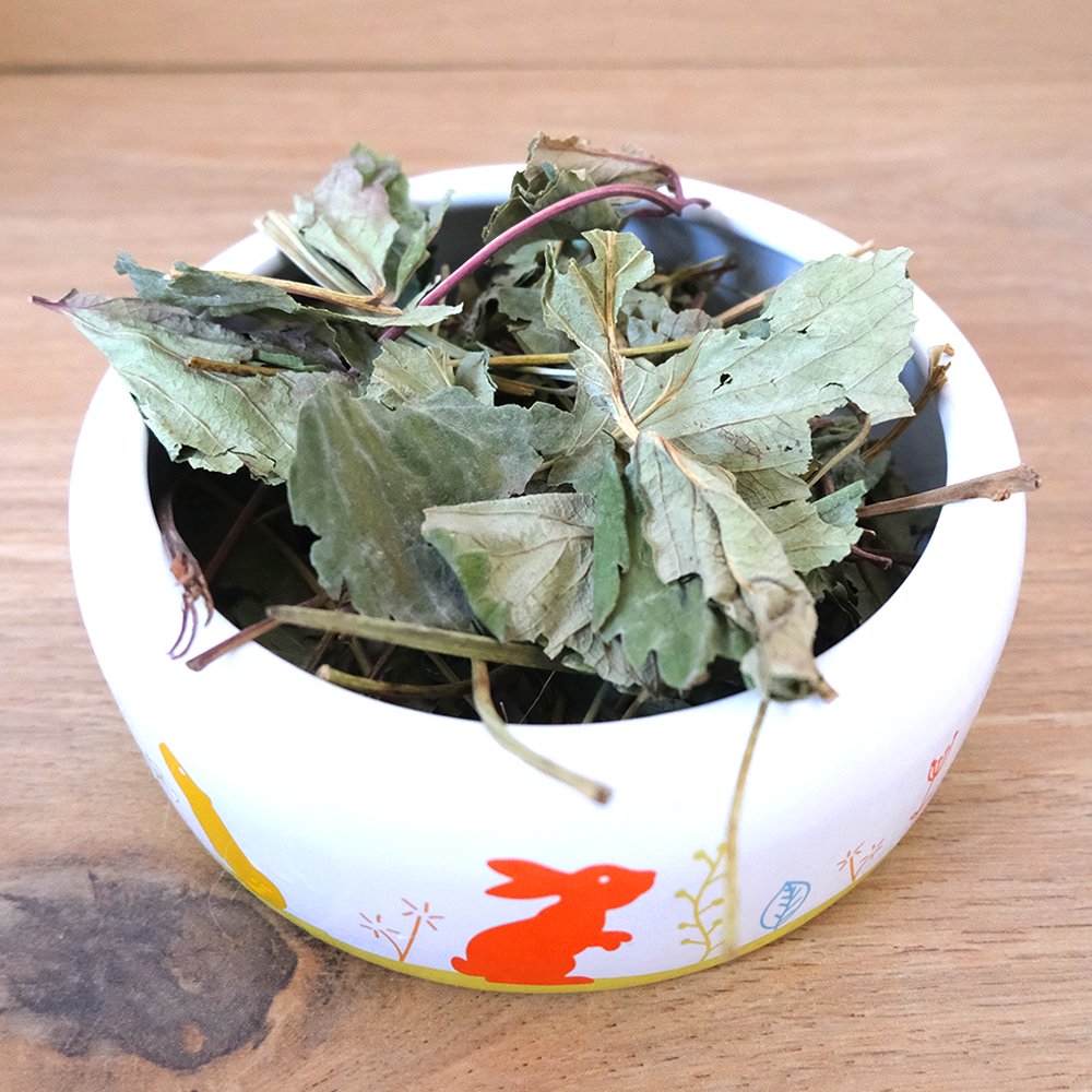 feuille fraisier lapin