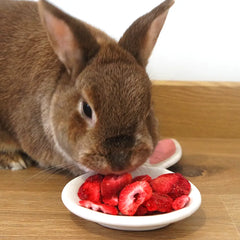 fraise lyophilisée pour lapin