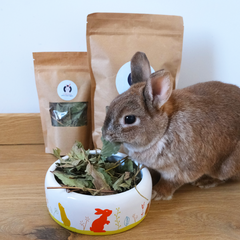 fraisier pour lapin friandise