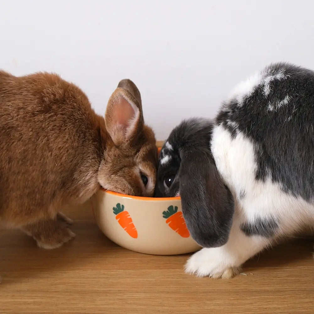 jolie gamelle pour lapin nain