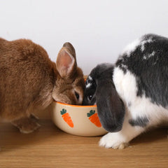 jolie gamelle pour lapin nain