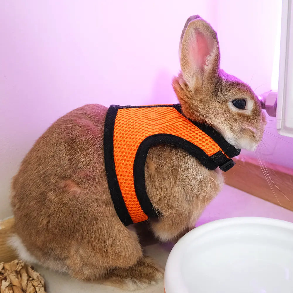 harnais lapin gilet laisse