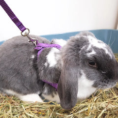 harnais réglable pour lapin