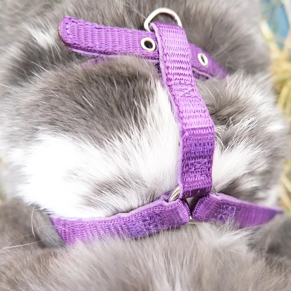 harnais lapin fin