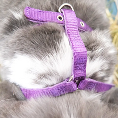 harnais lapin fin