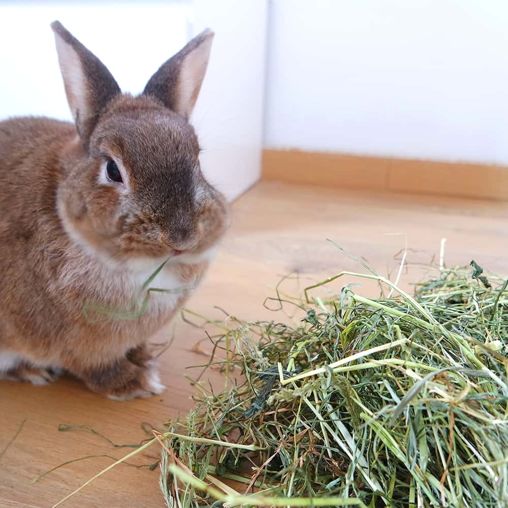 meilleur foinlapin 